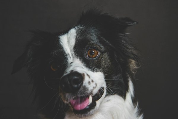 Jungleurbainevirtuel