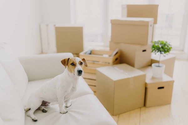 Comment choisir le bon type de lit pour un chien souffrant d'arthrite ?