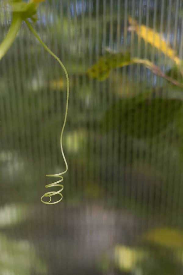 Comment les oiseaux urbains s'adaptent-ils au bruit de la ville ?