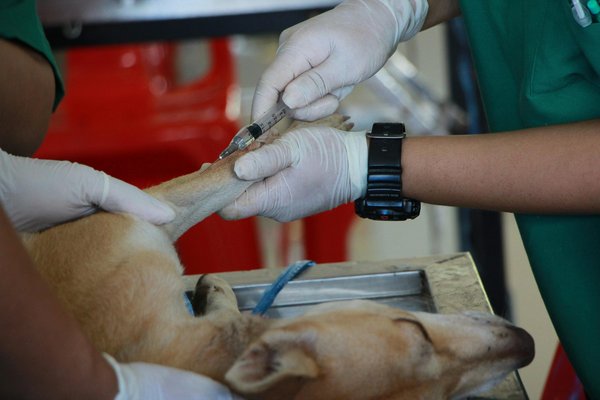 Centre vétérinaire à givry : un havre de soins pour vos animaux